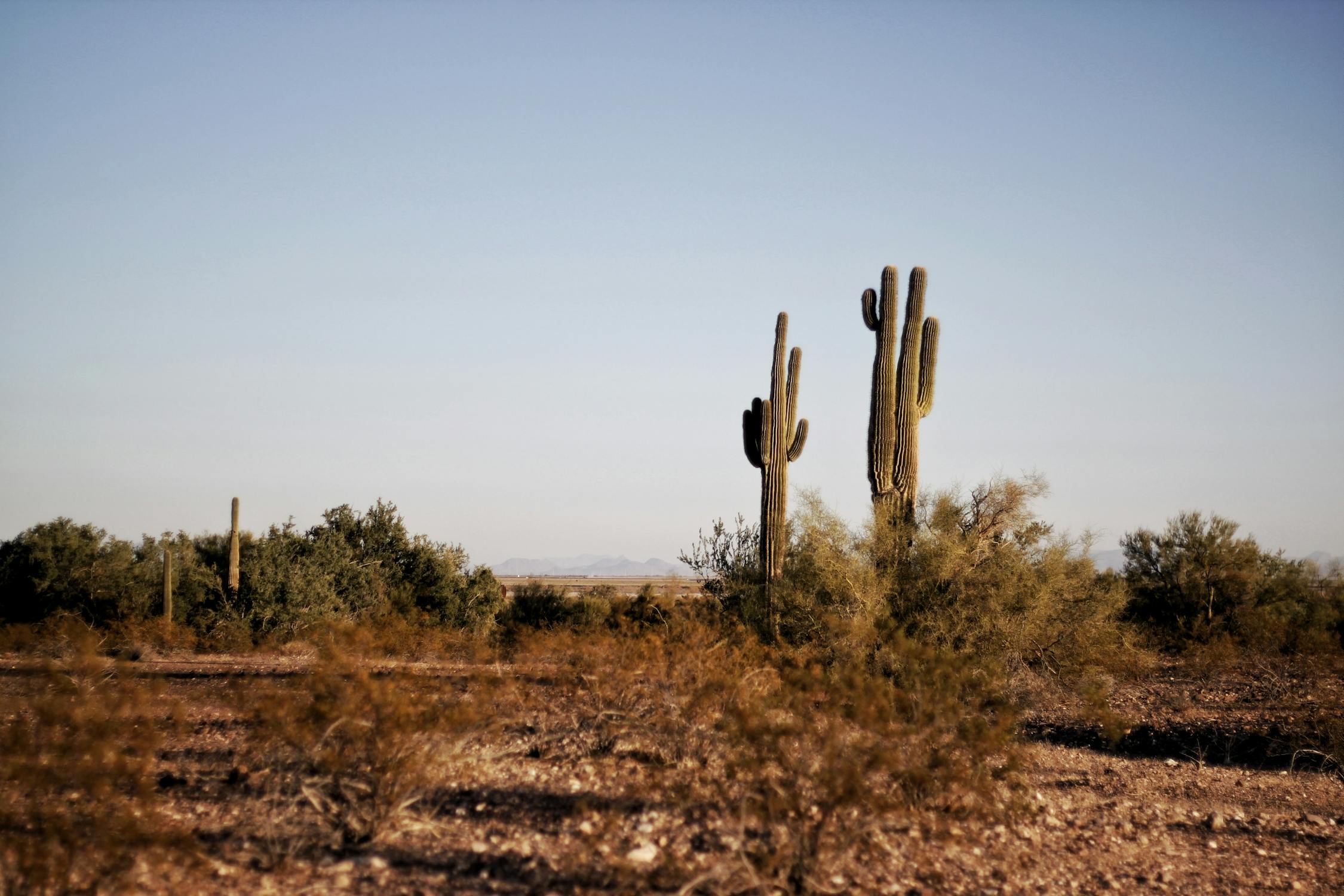 Best State-by-State Rentals in Texas for Scenic Drives